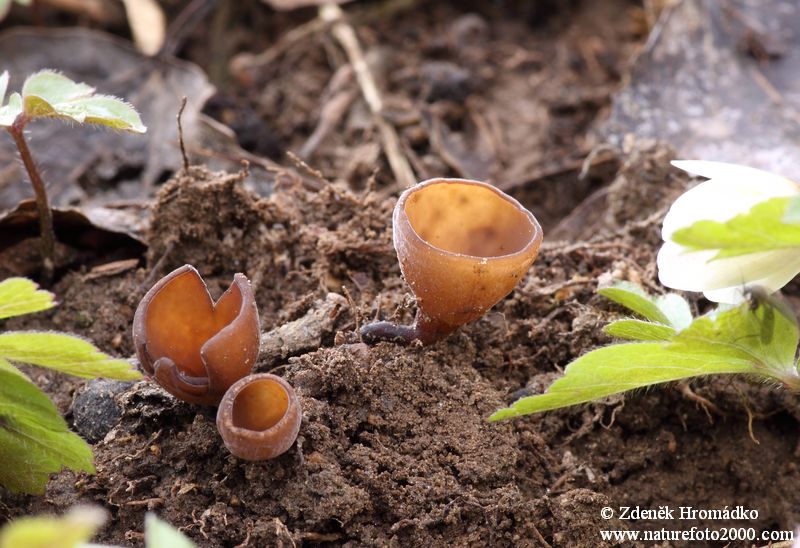 hlízenka sasanková, Dumontinia tuberosa (Houby, Fungi)